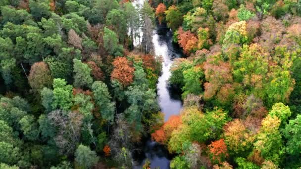 Vista aérea da floresta e do rio de outono, Polónia — Vídeo de Stock