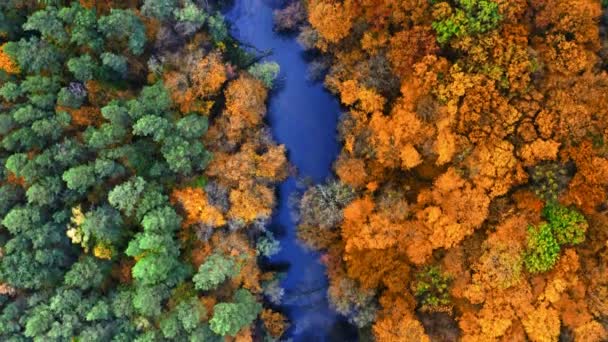 Top down view of river and yellow autumn forest — ストック動画