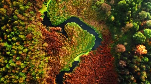 Flygfoto över myrar och floder i höst, Polen — Stockvideo