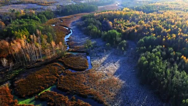 Floresta de outono e pântano coberto por geada, vista aérea — Vídeo de Stock