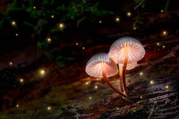 Glowing mushrooms on bark with fireflies in forest — Stock Photo, Image