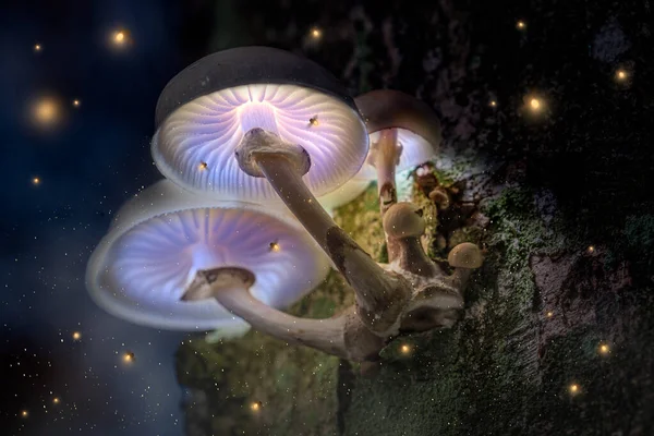 Magic violet mushrooms on tree in dark forest with fireflies — Stock Photo, Image