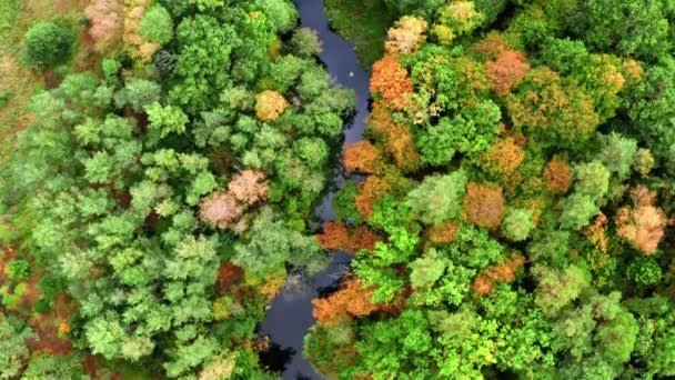 Top down view of river and autumn forest in Poland — Stock Video