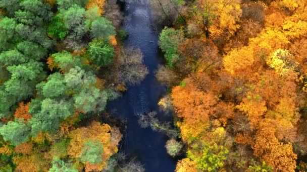 Вид сверху на реку и желтый осенний лес — стоковое видео