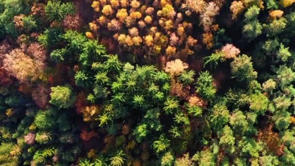 Vista de arriba hacia abajo del colorido bosque otoñal al amanecer, Polonia — Vídeos de Stock
