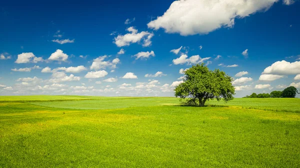 Vårlandskap med ett träd, grönt fält och blå himmel — Stockfoto