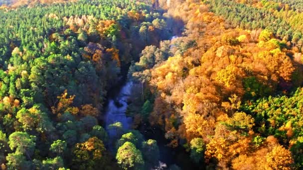 Green and yellow forest by river in autumn, aerial view — Stock Video