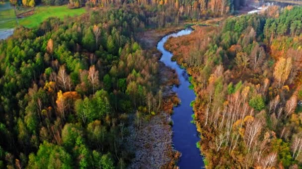 Letecký pohled na podzimní les a bažiny na podzim — Stock video
