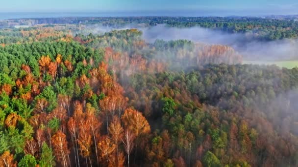 Aerial view of foggy autumn forest at morning — ストック動画