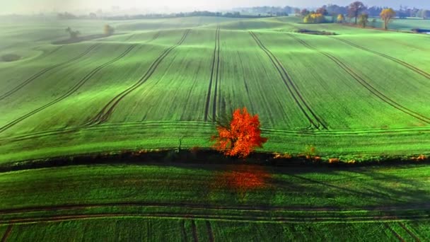 Одно красное дерево на зеленом поле на рассвете тумана — стоковое видео