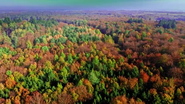 Aerial view of autumn forest in sunny day — ストック動画