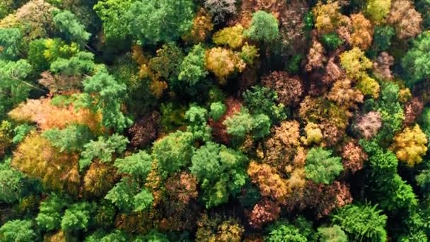 Sonbahar ormanının yukarıdan görünüşü, yukarıdan görünüşü — Stok video