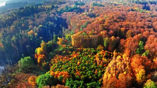 Осенний лес в солнечный день, вид сверху — стоковое видео