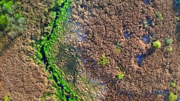 Bosque de otoño y pantano en otoño, vista desde arriba — Vídeo de stock