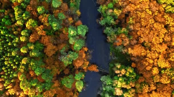 Vista de cima para baixo da floresta amarela e do rio no outono — Vídeo de Stock