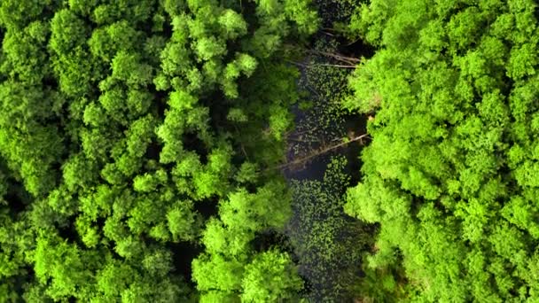 Flygfoto över flod, myrar och skog på sommaren, Polen — Stockvideo