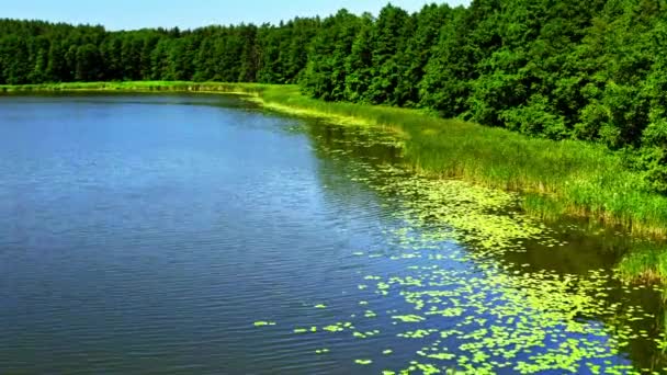 Озеро и зеленые болота в природном парке Тухола, вид с воздуха — стоковое видео