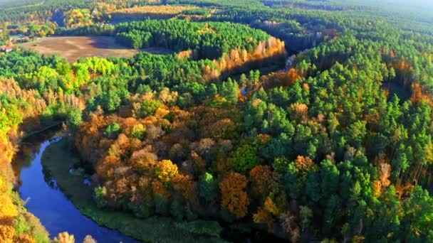 Цветные леса и река осенью сверху — стоковое видео