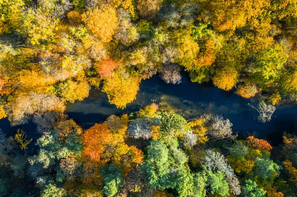 Színes erdő és folyó ősszel, felülről nézve — Stock Fotó