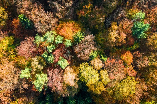 Top down view of autumn forest, view from drone — Stock Photo, Image