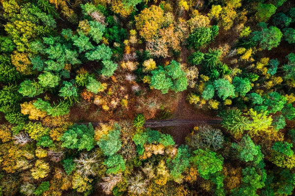 Aerial view of autumn forest and country road — Stock Photo, Image