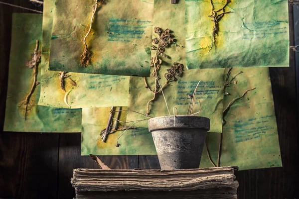Kurumuş otlar ve çiçeklerle eski bir şifalı bitki laboratuvarı. — Stok fotoğraf