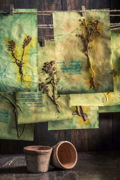 Oficina herbalist vintage com ervas secas e flores — Fotografia de Stock