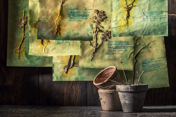 Laboratório herbáceo extraordinário com ervas e flores secas — Fotografia de Stock