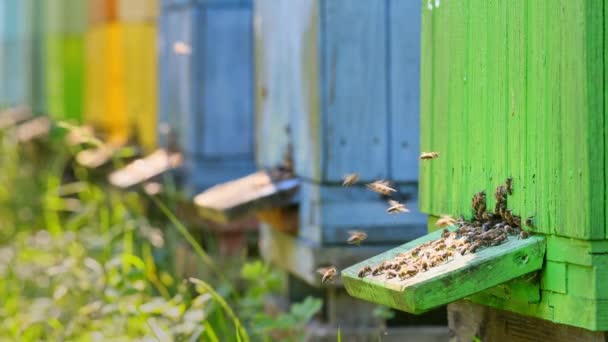 Primer plano de las colmenas con abejas en el campo, Polonia en verano — Vídeos de Stock