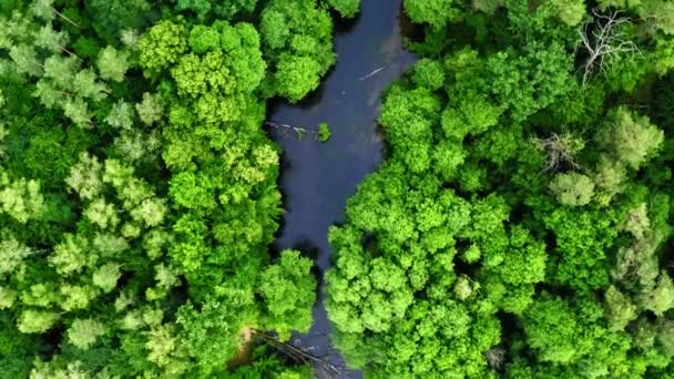 Groen bos en blauwe rivier, vanuit de lucht uitzicht op Polen — Stockvideo