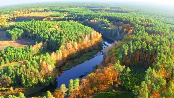 Colorful forest and blue river in autumn, aerial view — 비디오
