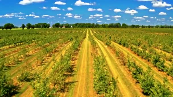 Vista aérea de colmeias entre o pomar com árvores de fruto — Vídeo de Stock