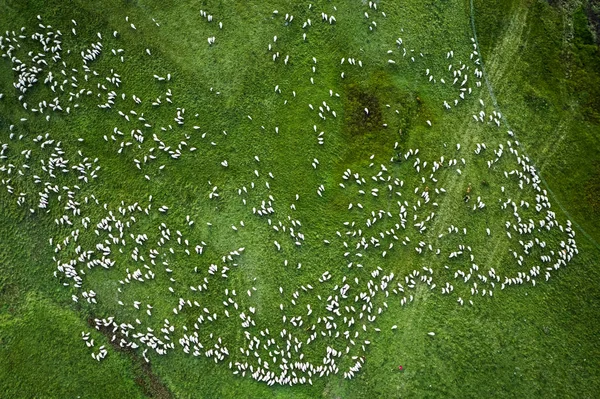 Bovenaanzicht van schapenweide op groene weiden, Dolomieten — Stockfoto