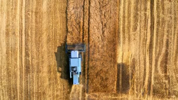 Top down view of blue harvester working on field — Stockvideo