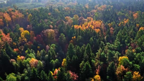 Boven beneden zicht op bos in de herfst, uitzicht van boven — Stockvideo