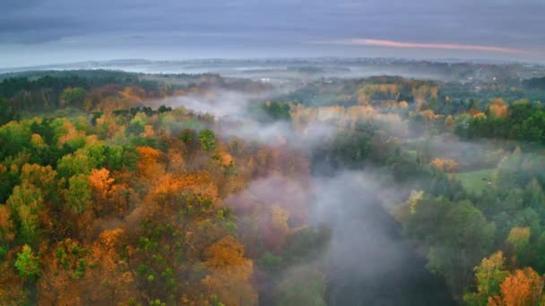 Veduta aerea del fiume nebbioso e foresta colorata in autunno — Video Stock