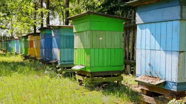 Großaufnahme von Bienenstöcken im sonnigen Garten, Polen — Stockvideo