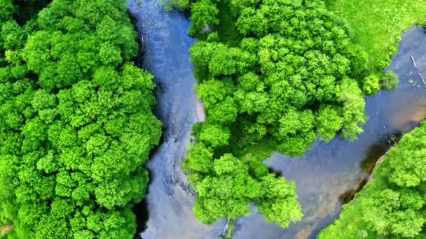 Vista de arriba hacia abajo del bosque verde y el río azul — Vídeo de stock