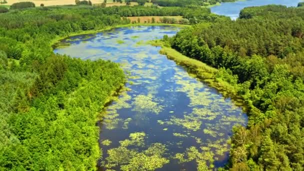 Green algae on the river and swamps in summer — Stock Video