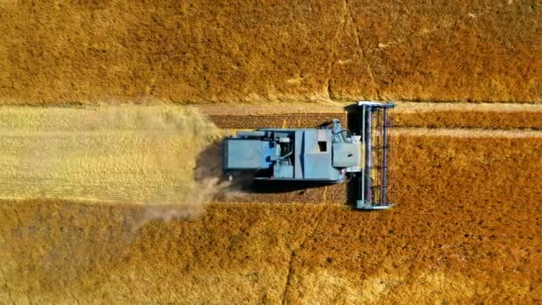 Bovenaanzicht van blauwe oogstmachine werkend op gouden veld — Stockvideo