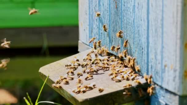 Zbliżenie pszczół wchodzących do ula w ogrodzie letnim, Polska — Wideo stockowe