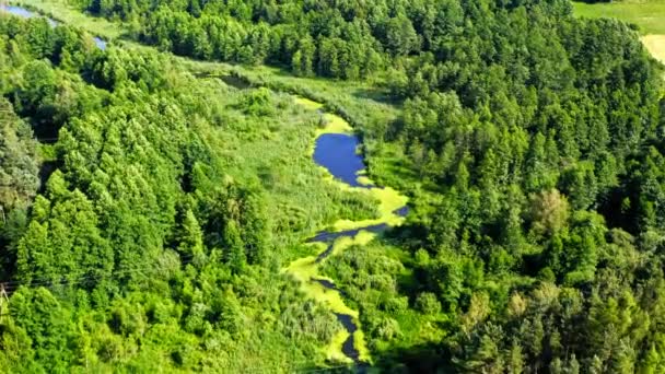 Río y bosque en el parque natural desde arriba, Polonia — Vídeos de Stock