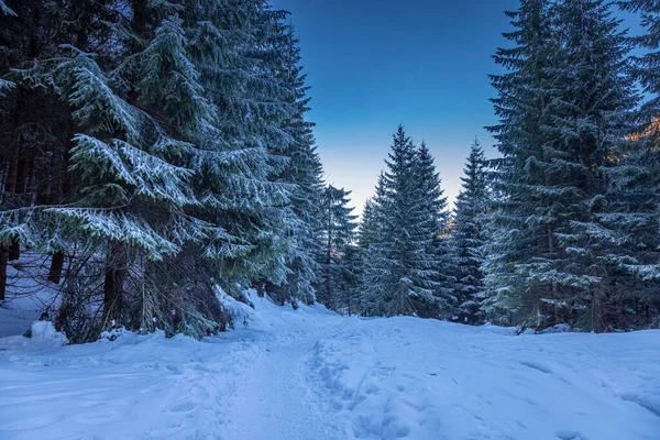 Maravilloso Bosque Lleno Nieve Tatra Como Fondo —  Fotos de Stock