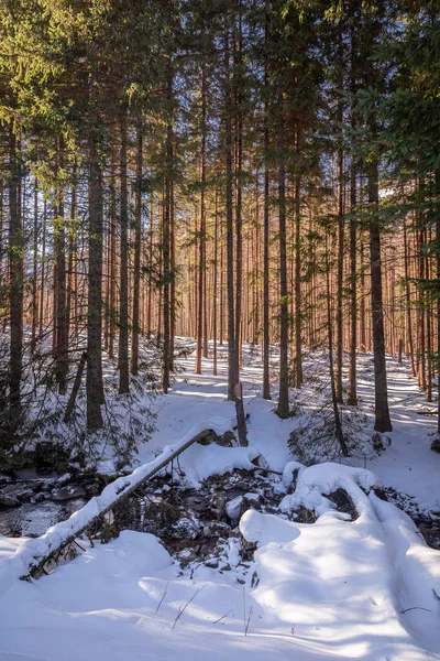 Koscieliska Vadisi Nde Kışın Sersemletici Nehir Donmuş Orman — Stok fotoğraf