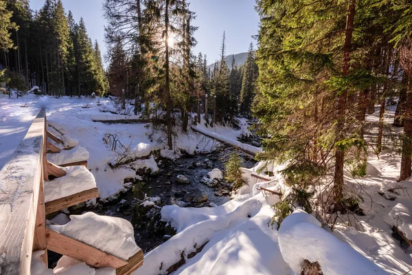 Stunning Frozen Stream Forest Koscieliska Valley Tatras — Stock Photo, Image