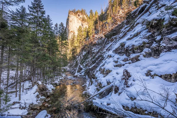 Tatras Taki Koscieliska Vadisinde Çarpıcı Nehir Donmuş Orman — Stok fotoğraf