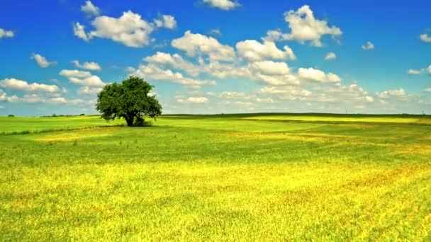 Весенний пейзаж с одним деревом на поле с голубым небом — стоковое видео