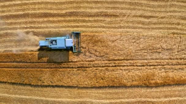 Vista aérea del campo dorado de cosecha combinada — Vídeos de Stock