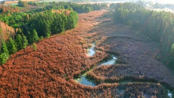 Туманная река, болота и лес осенью, вид с воздуха — стоковое видео