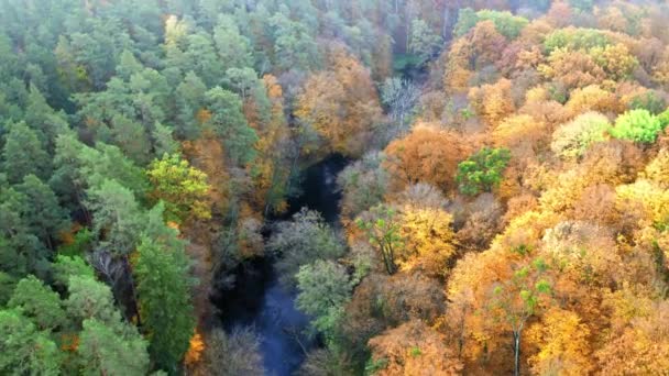 Aerial view of blue river and yellow autumn forest — Stock Video